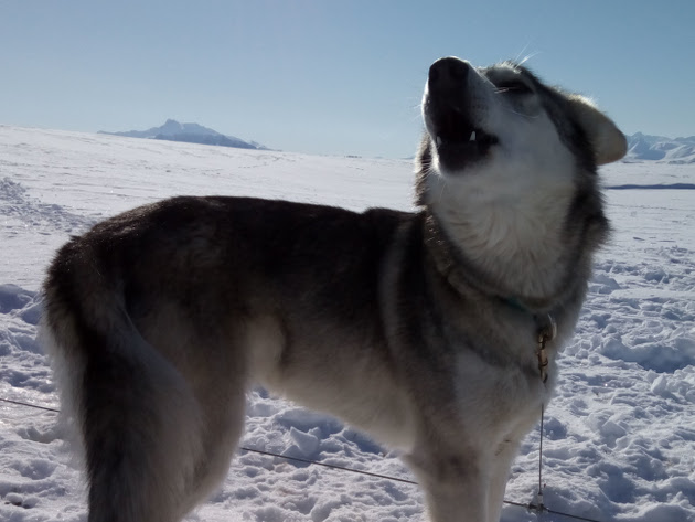 dog sled tours talkeetna