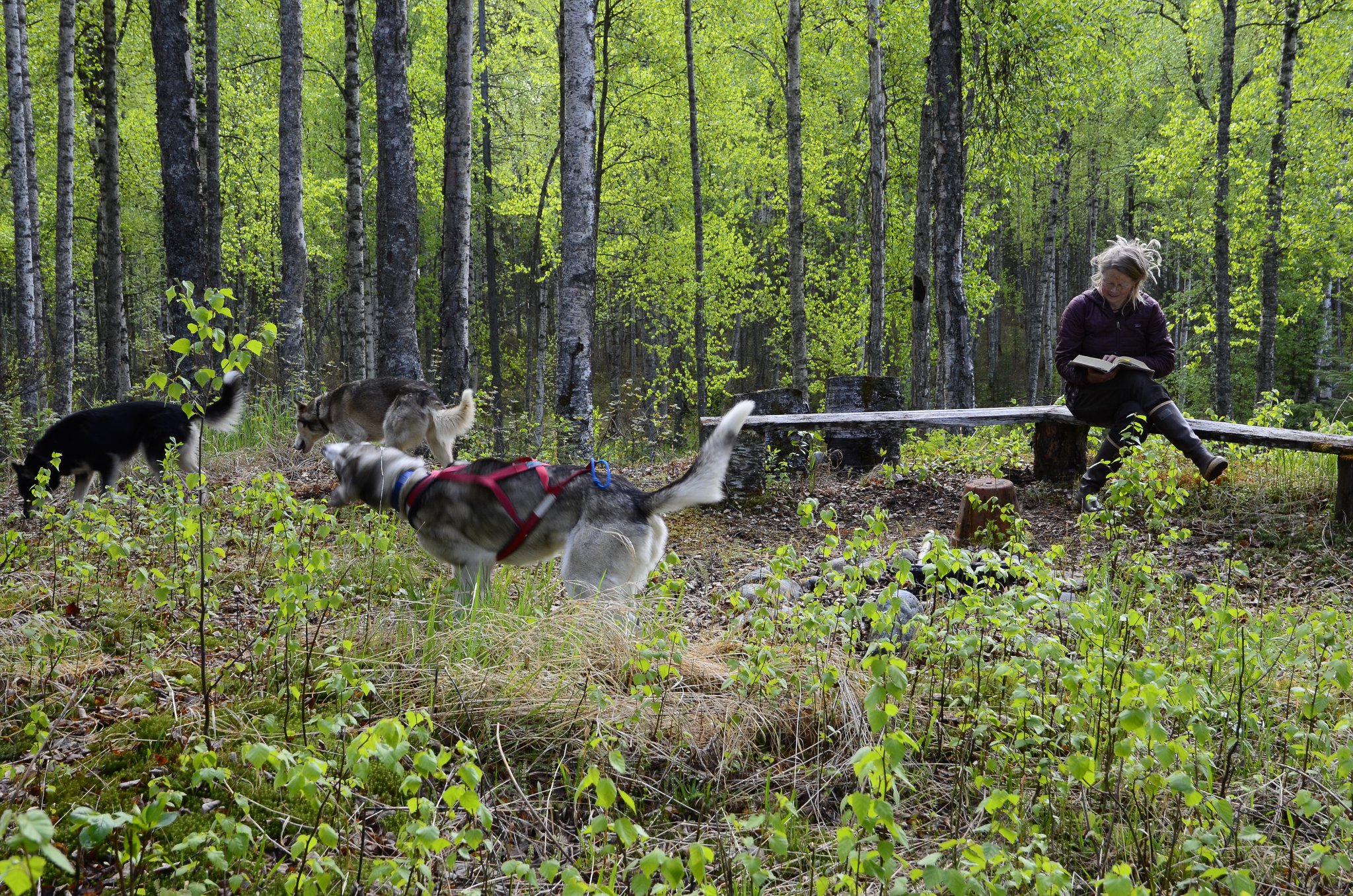 dog sled tours talkeetna