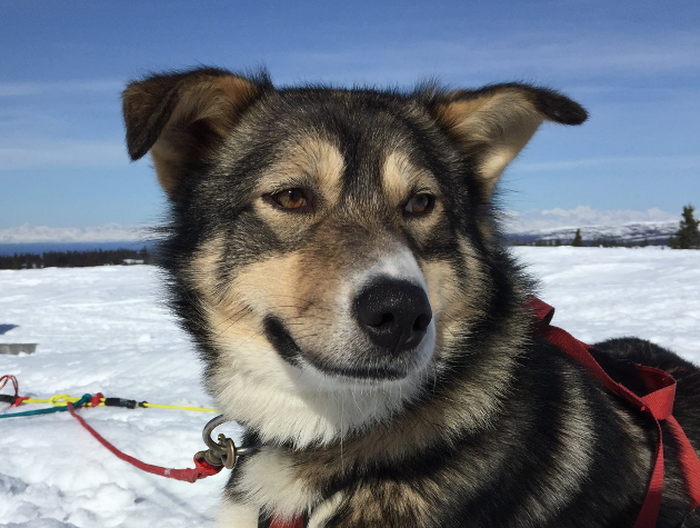 dog sled tours talkeetna