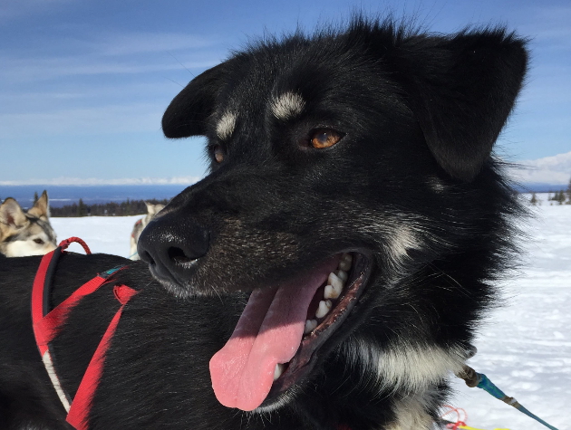 dog sled tours talkeetna