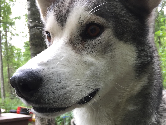 dog sled tours talkeetna