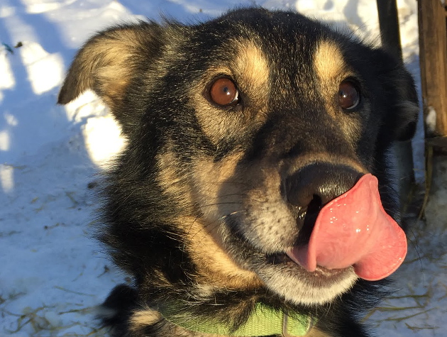 dog sled tours talkeetna