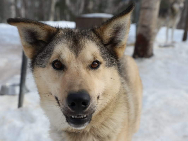 dog sled tours talkeetna